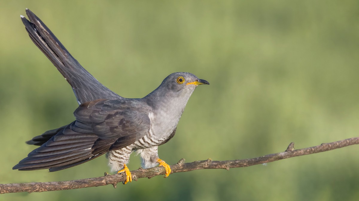 Common Cuckoo - ML621673215