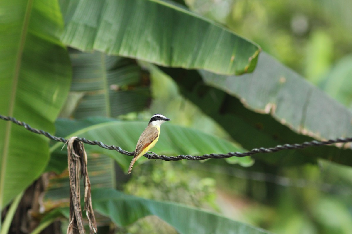 Great Kiskadee - ML621673222