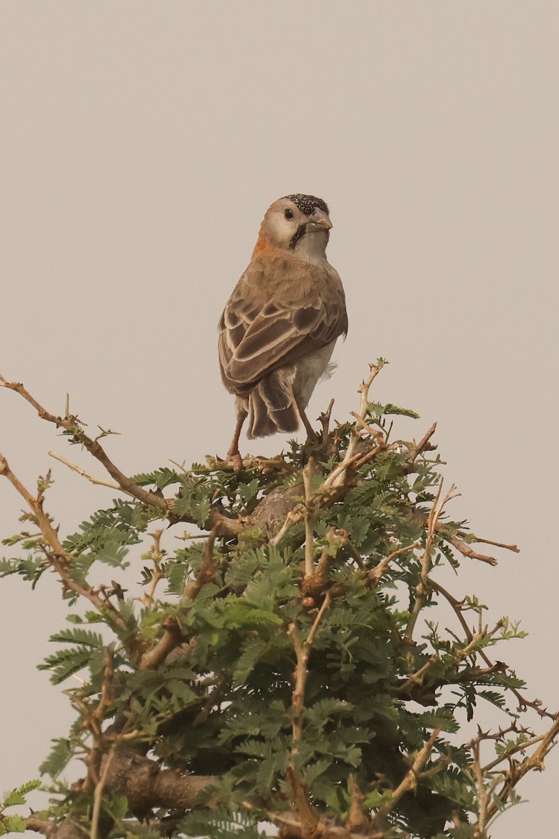 Speckle-fronted Weaver - ML621673250