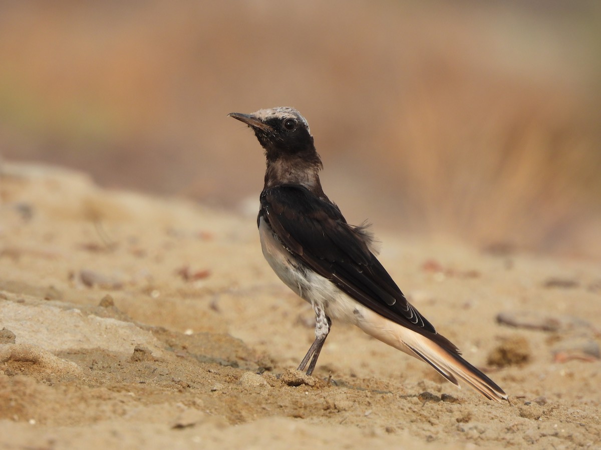 Hooded Wheatear - ML621673262