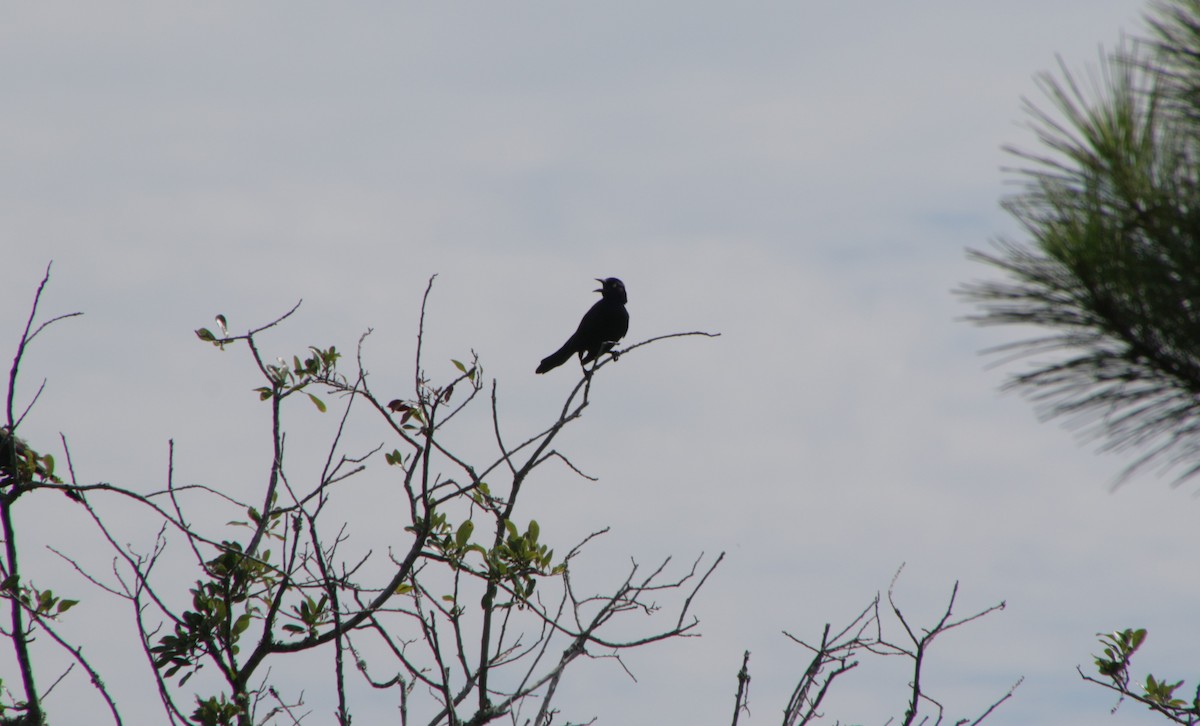 Boat-tailed Grackle - ML621673278