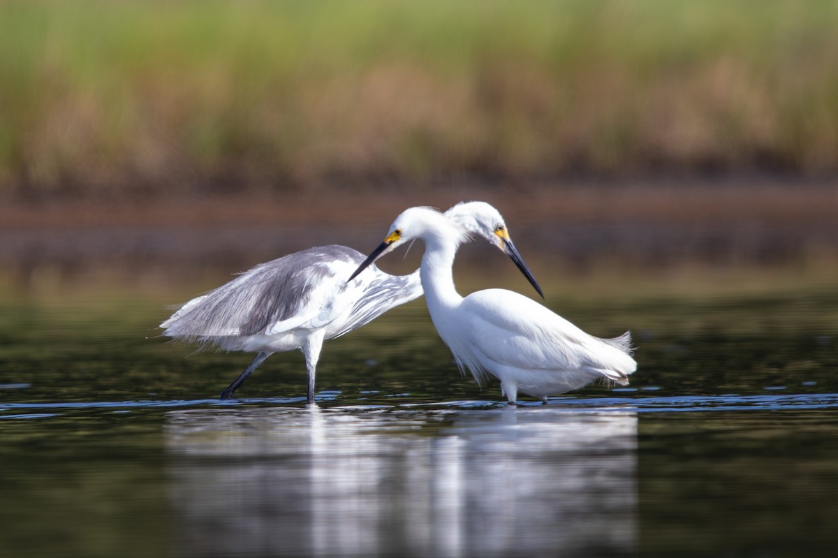 Maine Bird Atlas Checklist - 20 Jul 2024 - Scarborough Marsh--Eastern ...