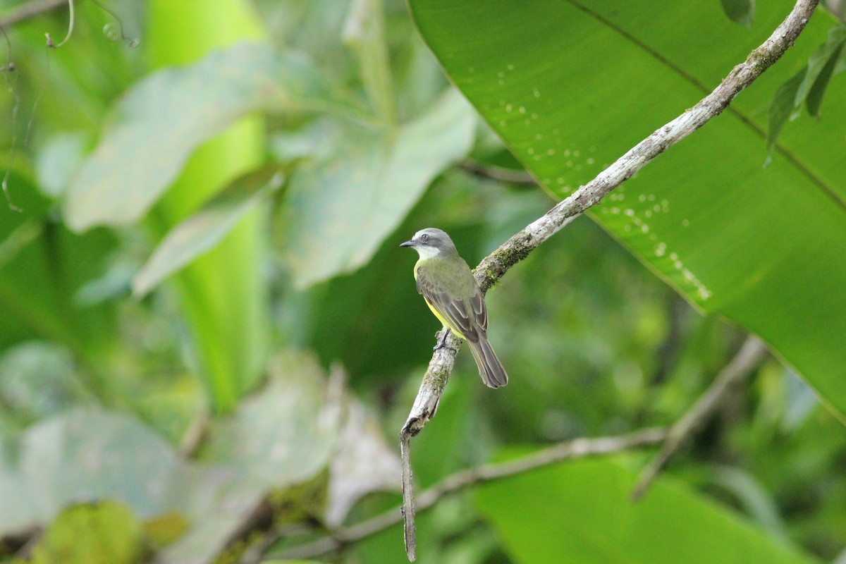 Bienteveo Cabecigrís - ML621673335