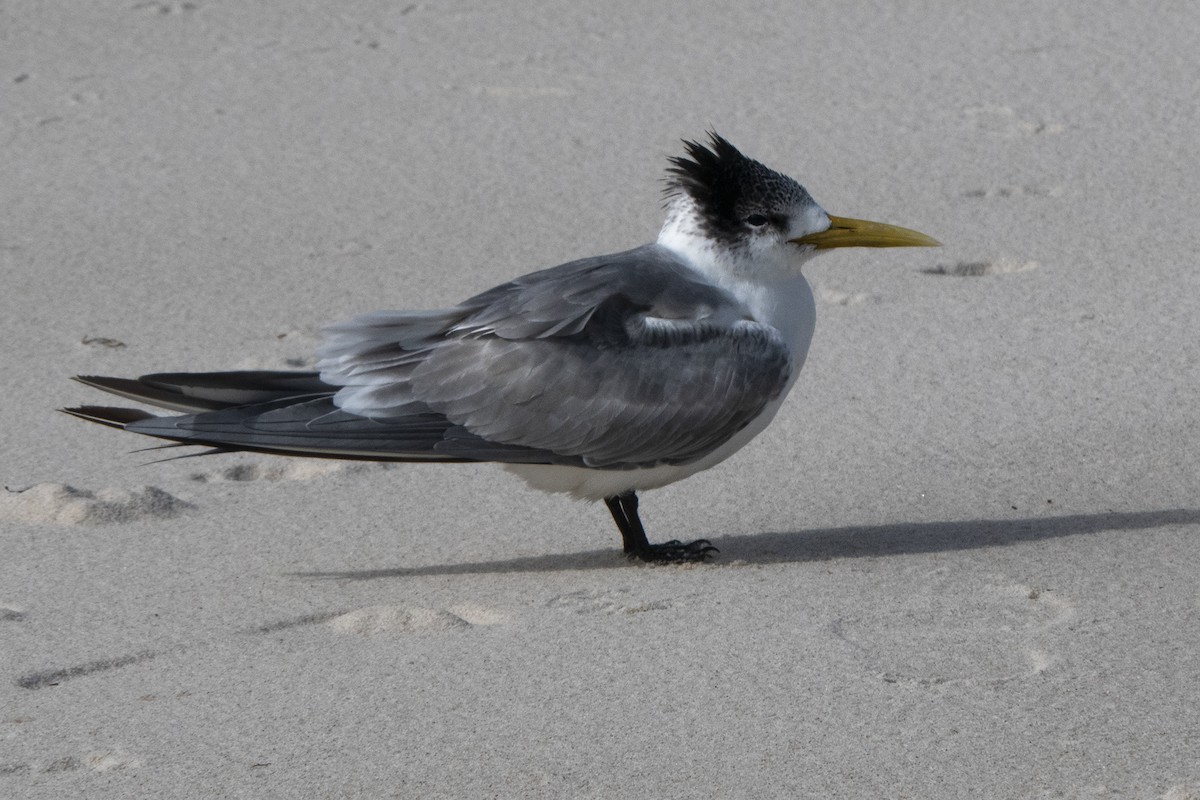 Great Crested Tern - ML621673337