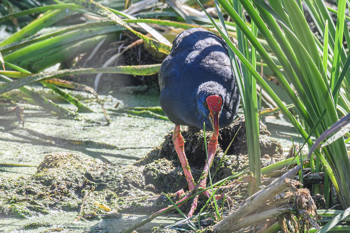 Western Swamphen - Etienne Artigau🦩