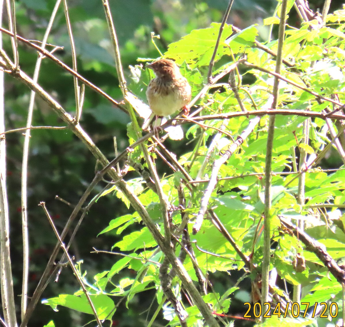 Eastern Towhee - ML621673439