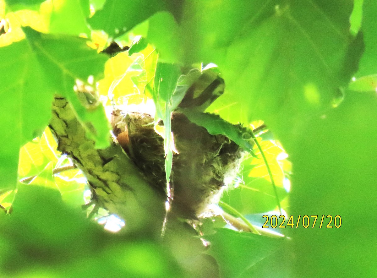 American Goldfinch - ML621673456