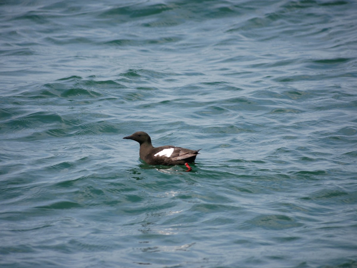 Black Guillemot - ML621673507