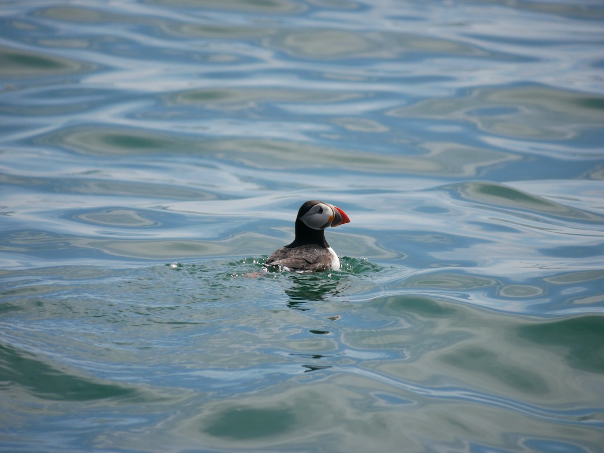 Atlantic Puffin - ML621673595