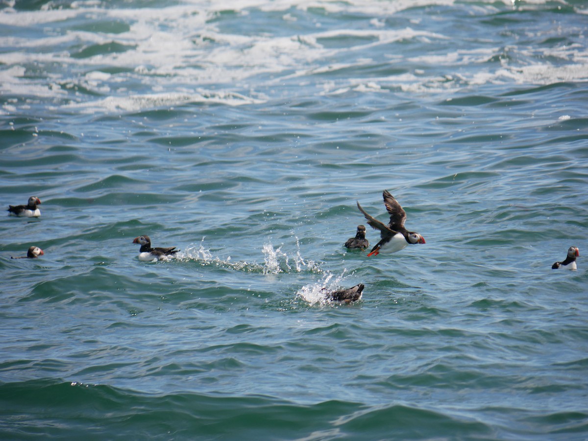 Atlantic Puffin - ML621673597