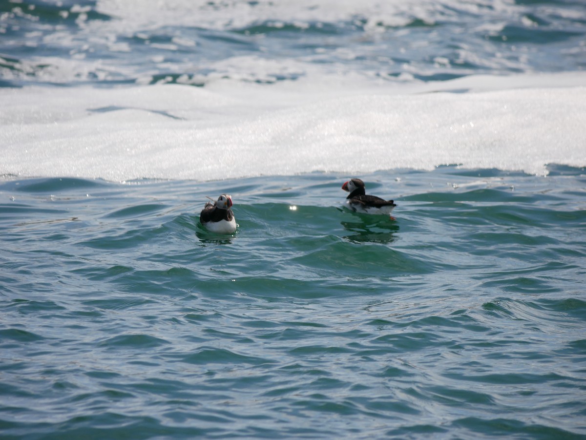 Atlantic Puffin - ML621673598