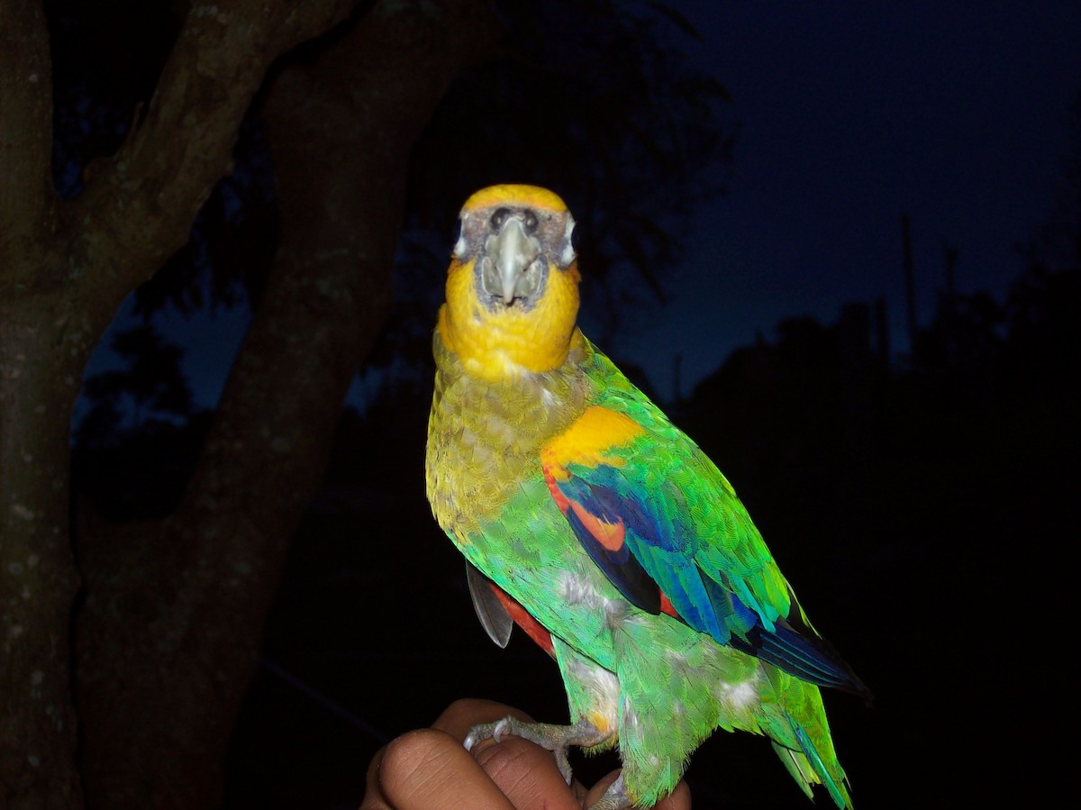 Saffron-headed Parrot - ML621673599