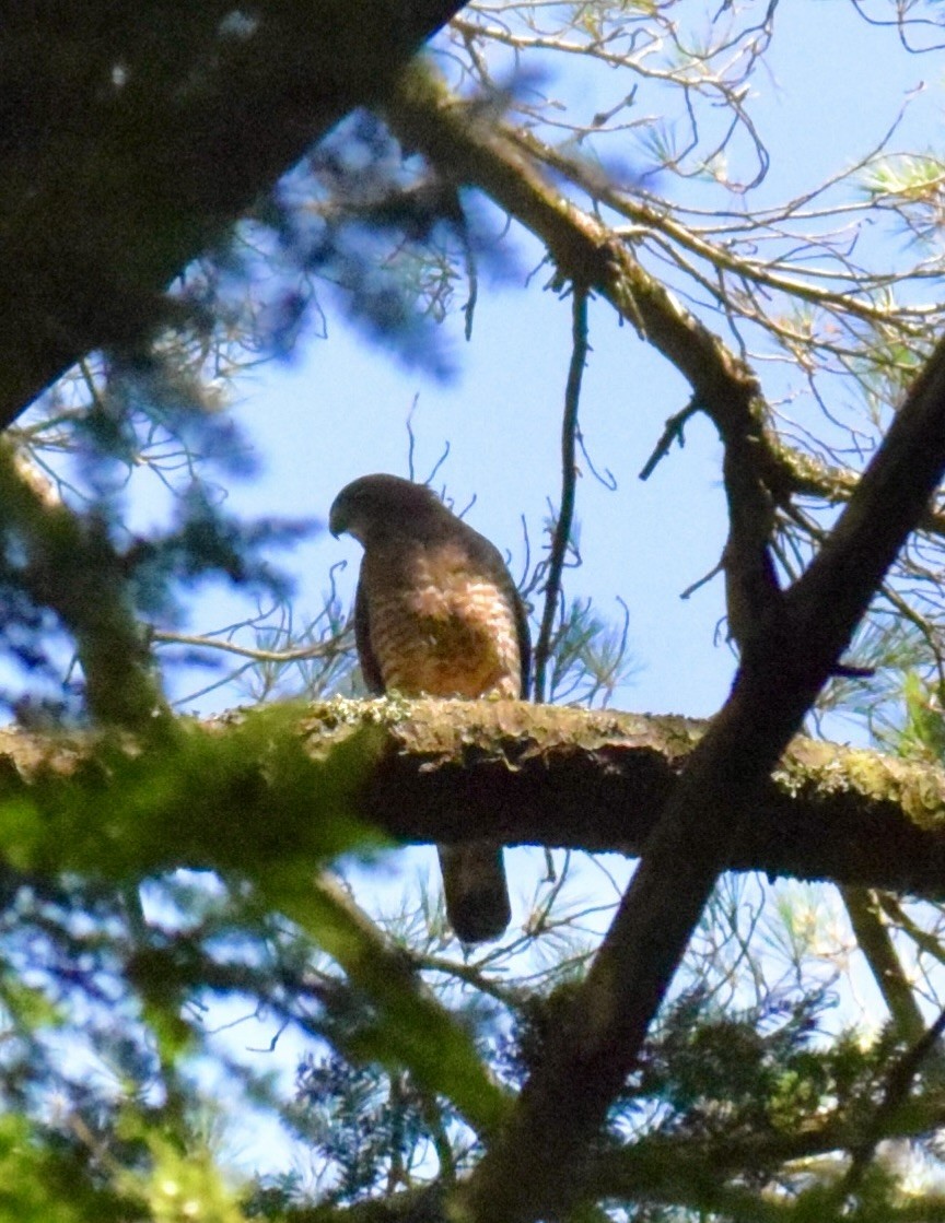 Broad-winged Hawk - ML621673742