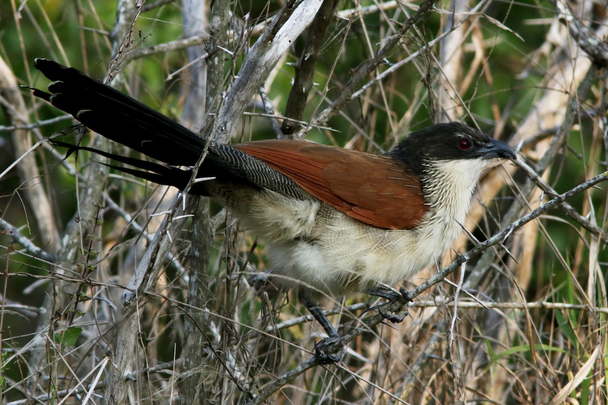 White-browed Coucal (Burchell's) - ML621673871