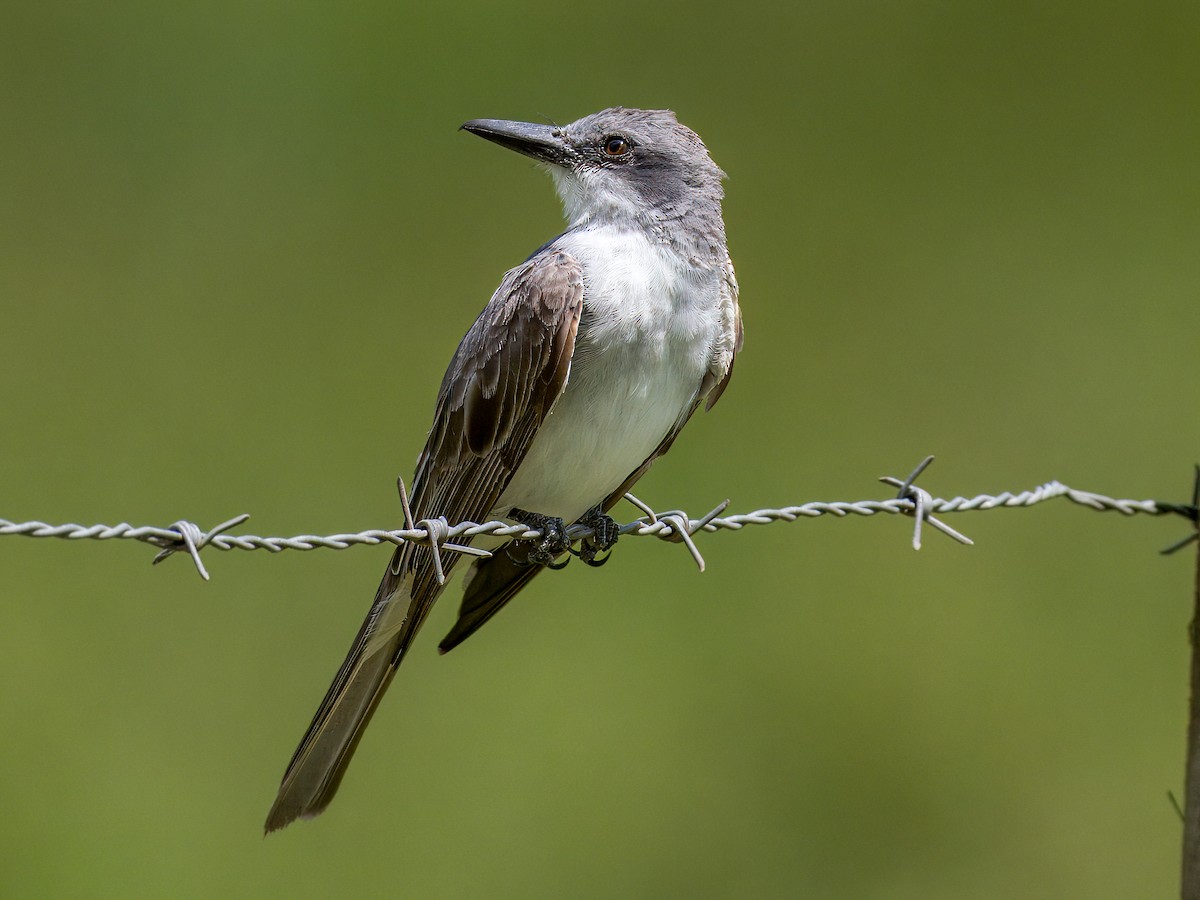 Gray Kingbird - ML621674049