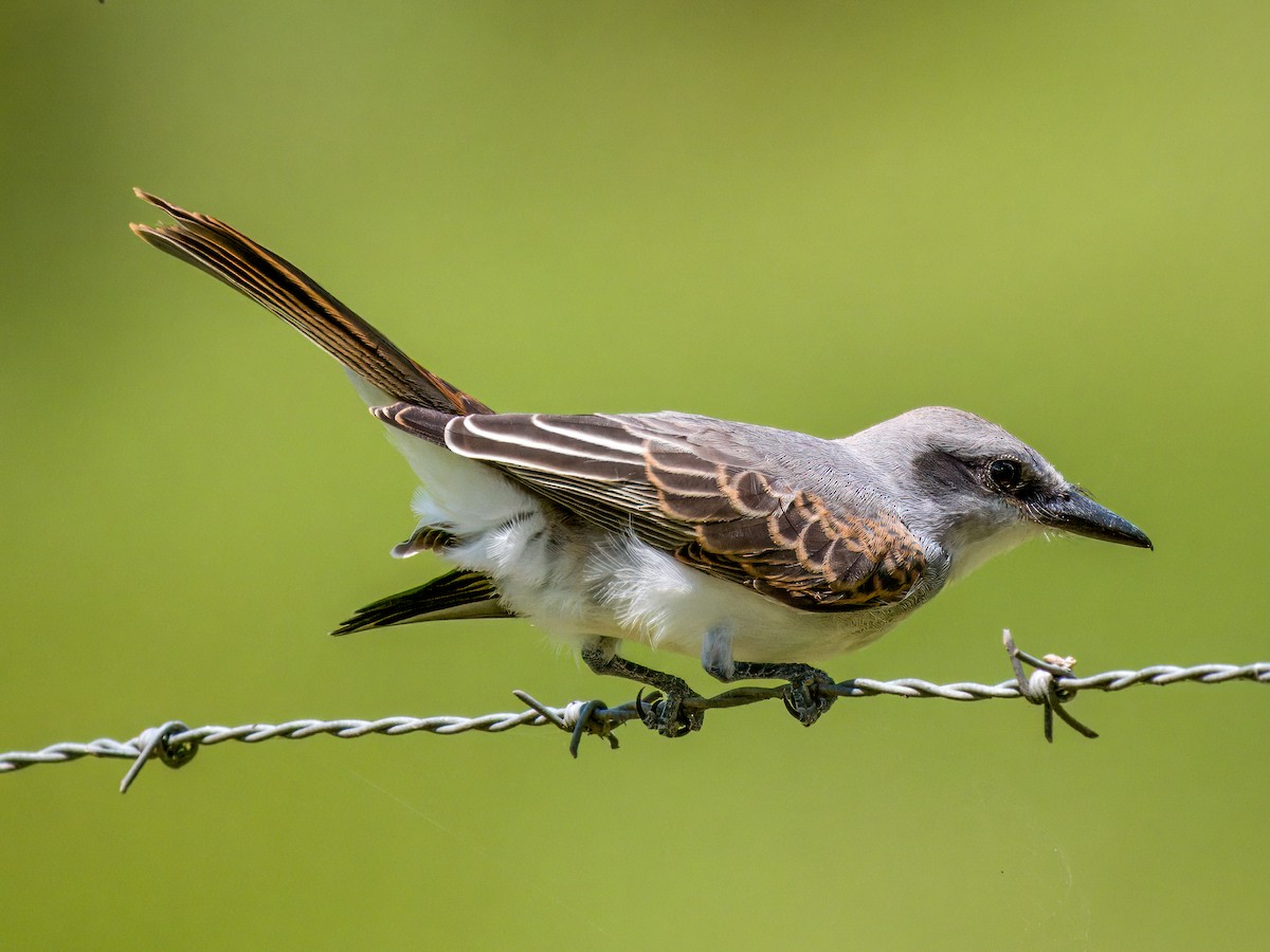 Gray Kingbird - ML621674051