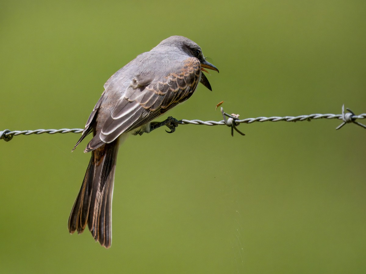 Gray Kingbird - ML621674053