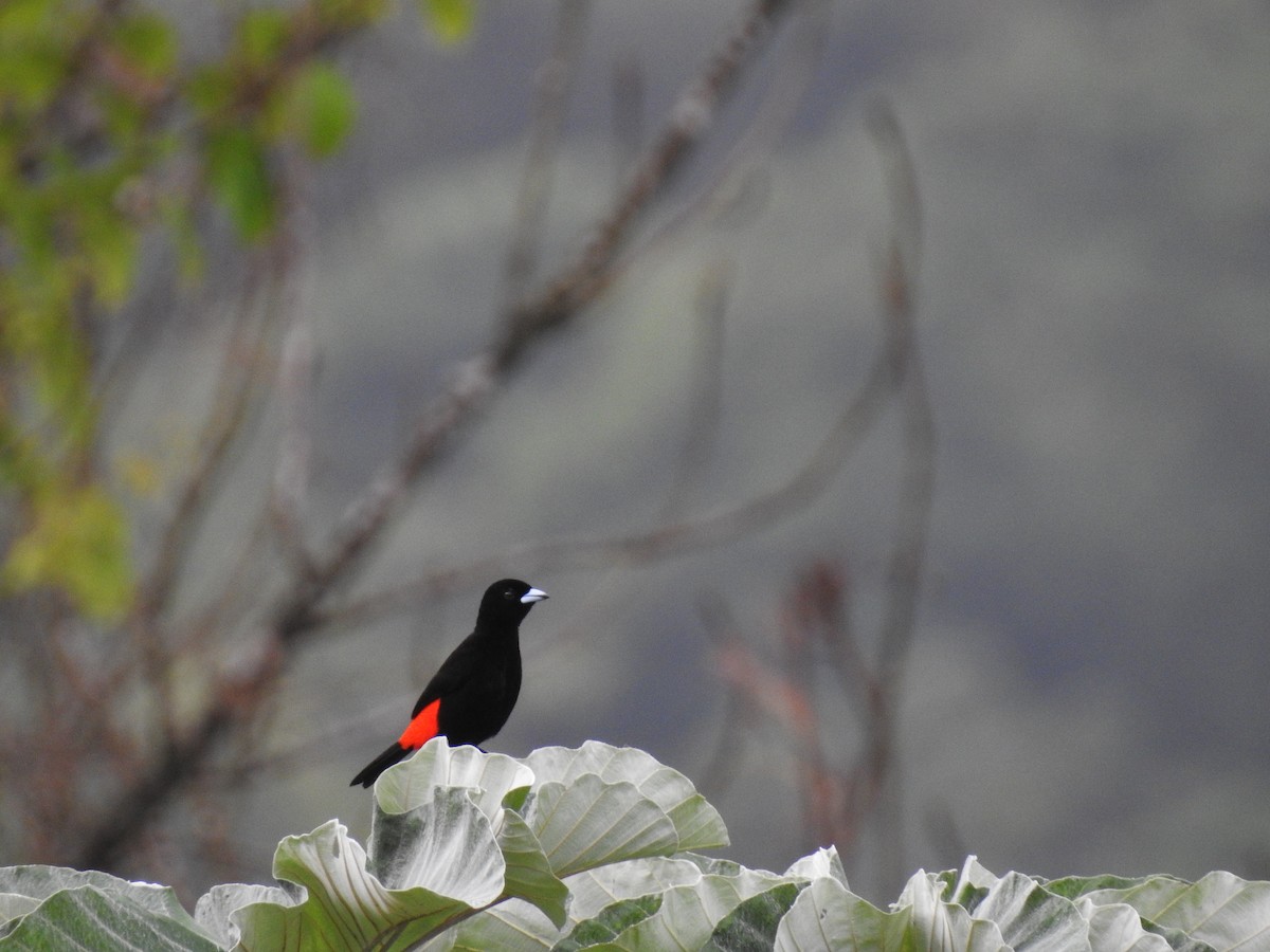 Scarlet-rumped Tanager - ML621674063