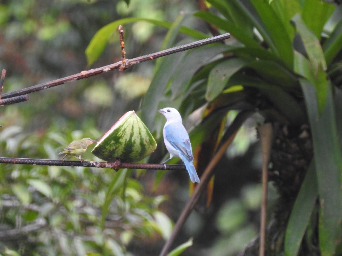 Blue-gray Tanager - ML621674073