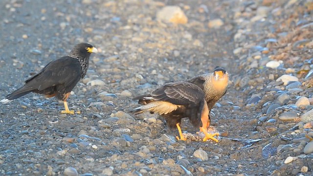 Crested Caracara - ML621674084