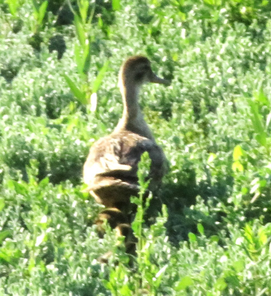 Gadwall - ML621674226