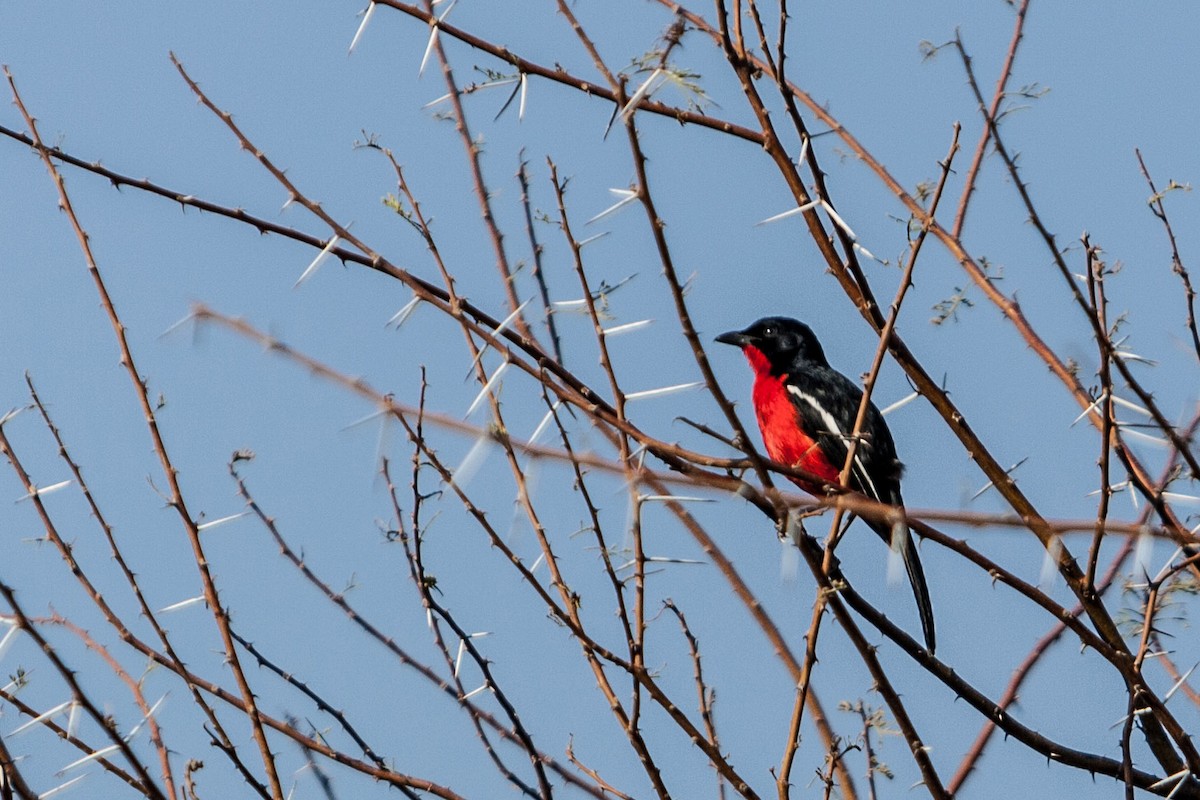 Crimson-breasted Gonolek - ML621674244