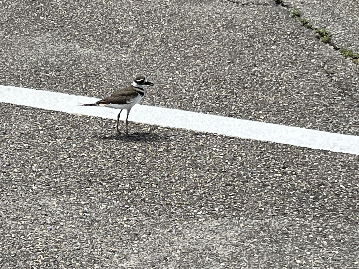 Chorlitejo Culirrojo - ML621674252