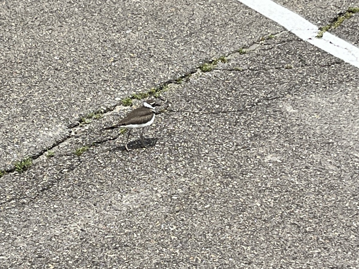 Chorlitejo Culirrojo - ML621674266