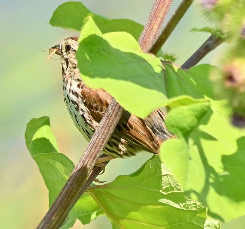 Song Sparrow - Regis Fortin