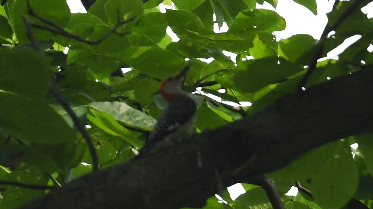 Red-bellied Woodpecker - ML621674465