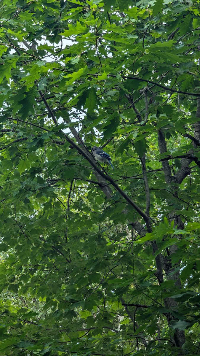 Blue Jay - ML621674532