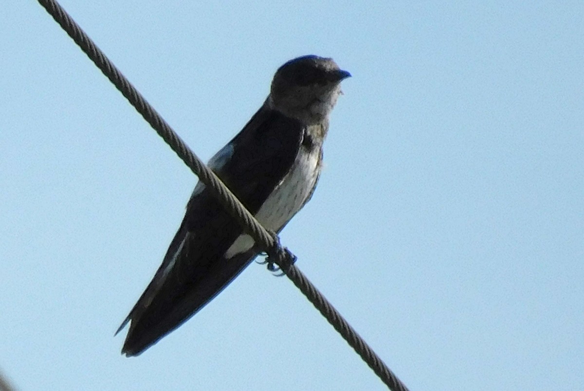 Purple Martin - ML621674549