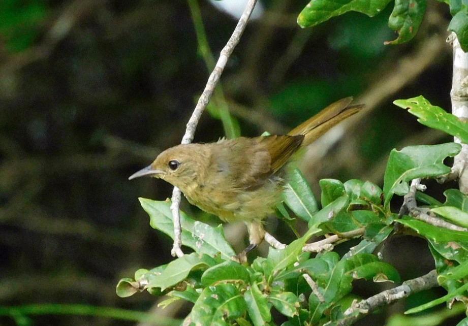 Common Yellowthroat - ML621674551