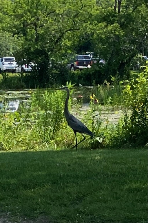 Great Blue Heron - ML621674624