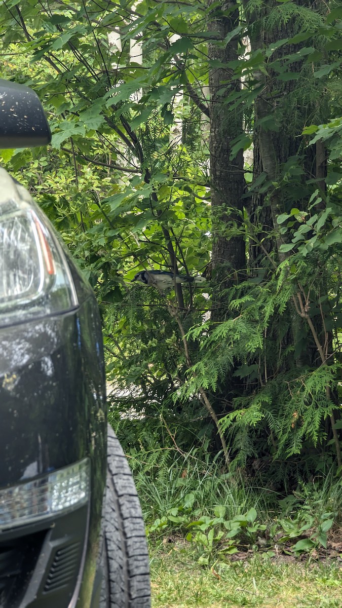 Blue Jay - ML621674627