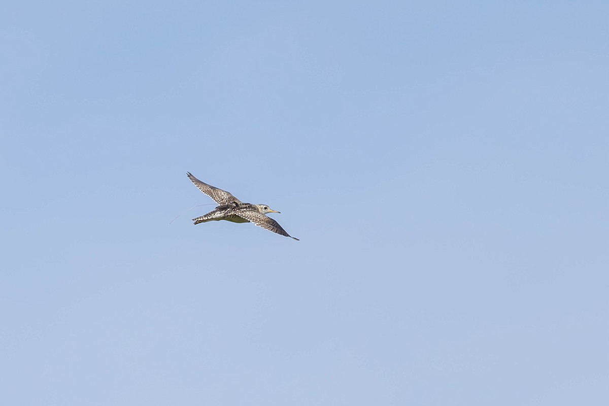 Upland Sandpiper - ML621674699