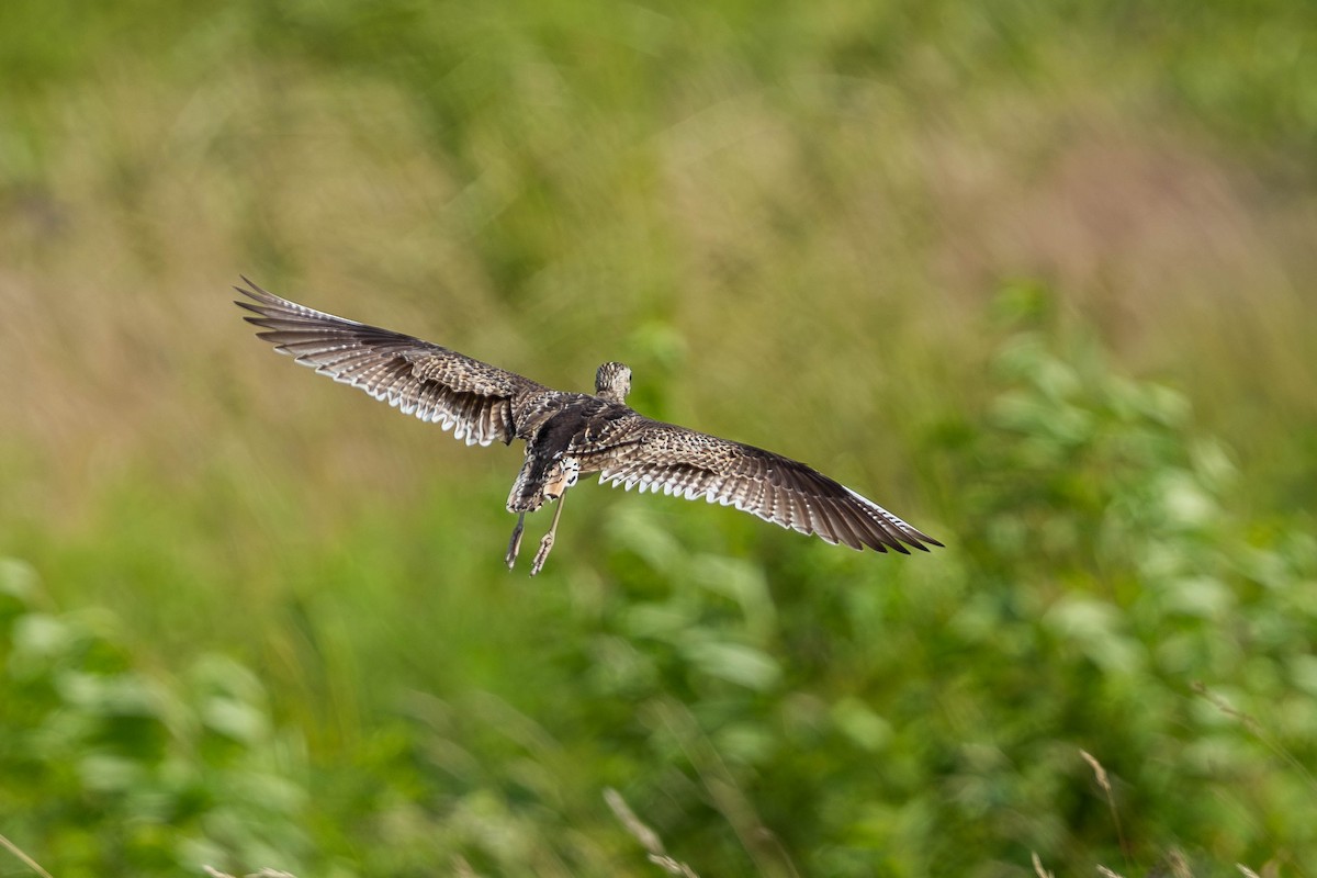 Upland Sandpiper - ML621674700