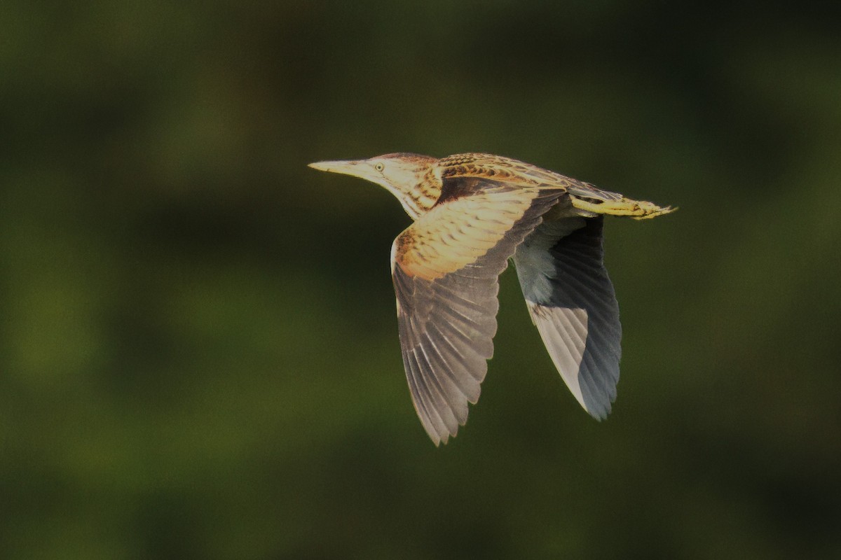 Little Bittern - ML621674794