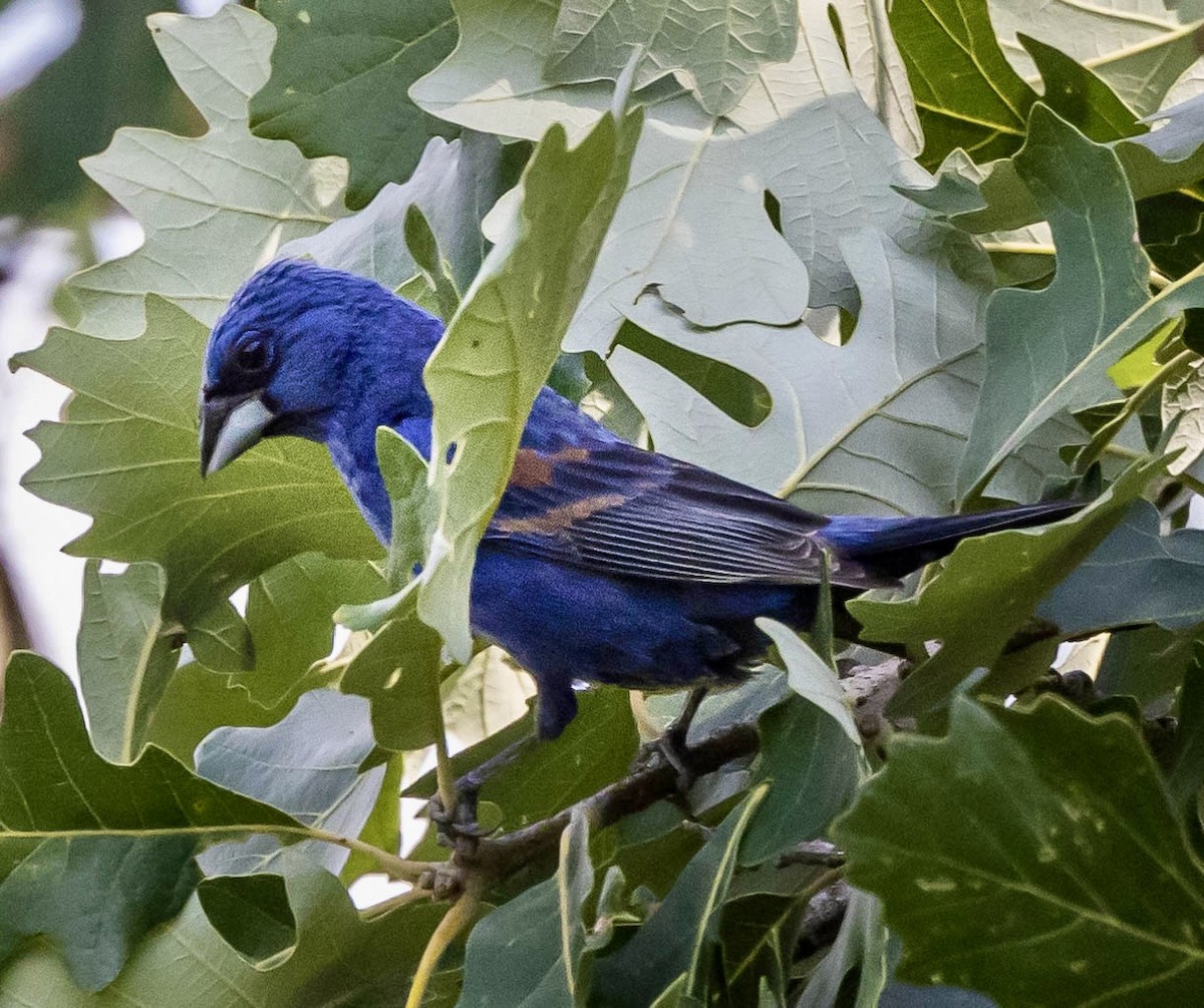 Blue Grosbeak - ML621674887