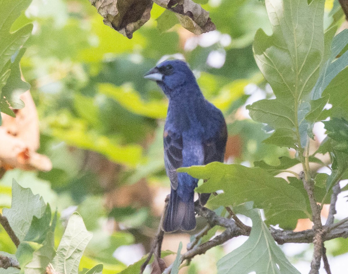 Blue Grosbeak - ML621674888