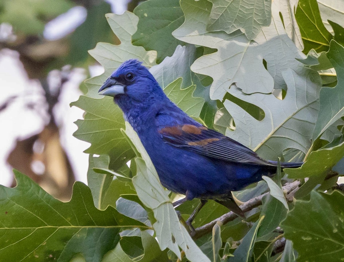 Blue Grosbeak - ML621674889