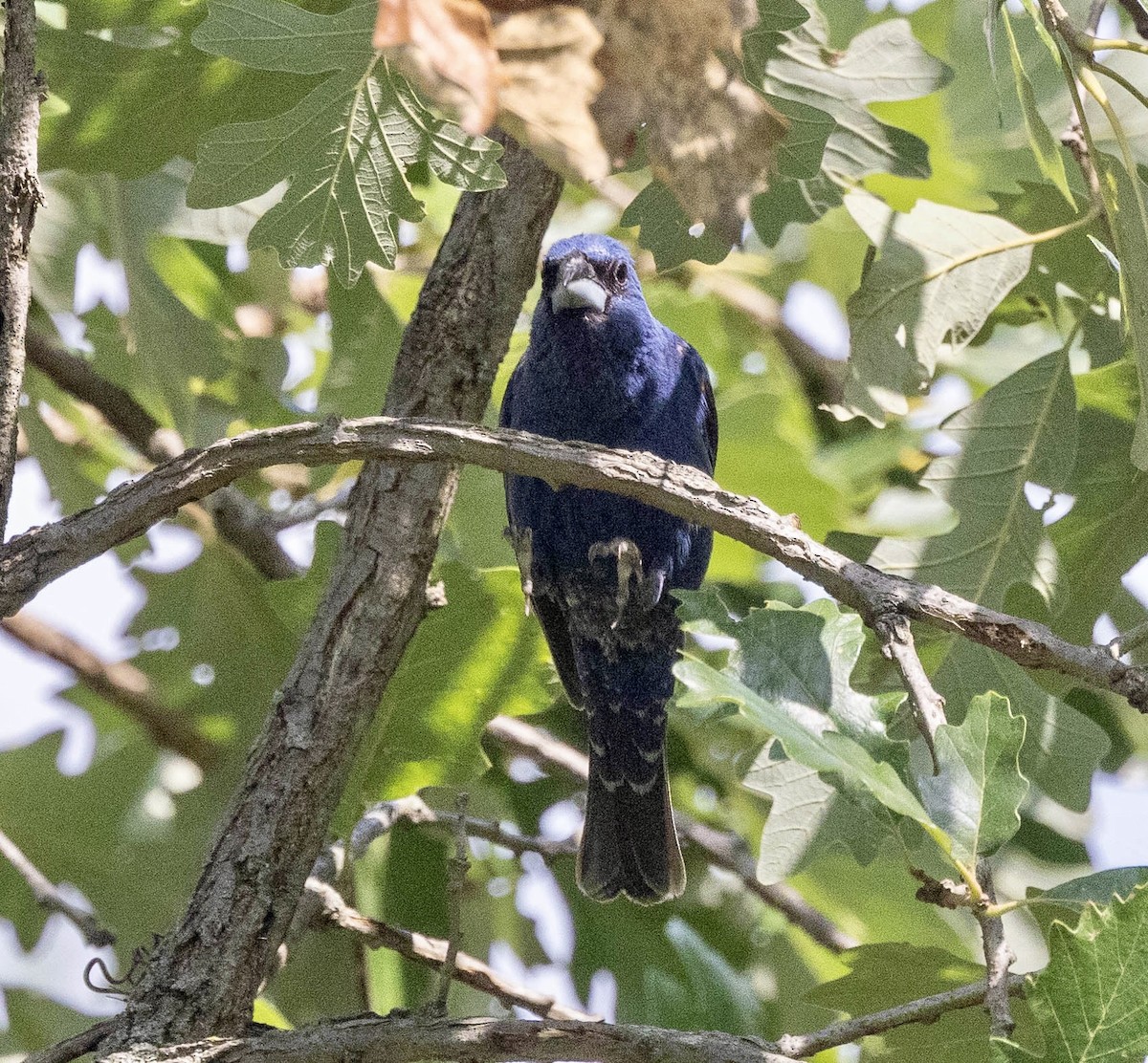 Blue Grosbeak - ML621674890