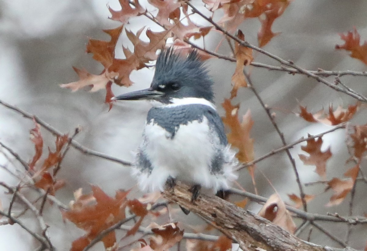 Belted Kingfisher - ML621674917