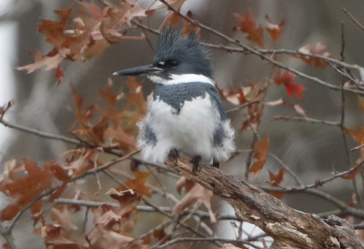 Belted Kingfisher - ML621674919