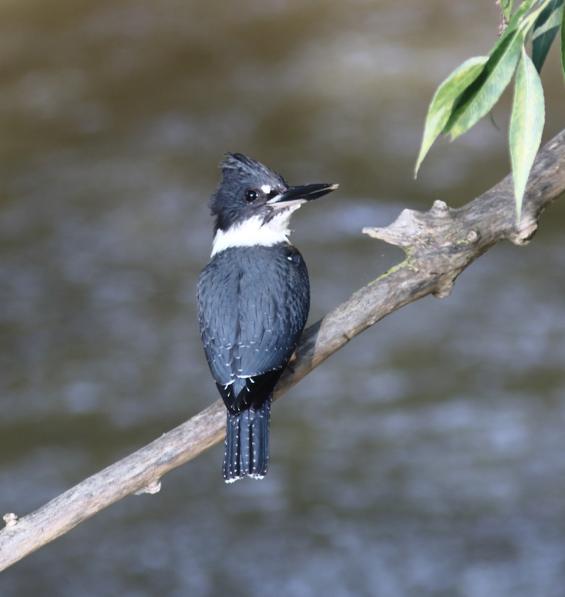Belted Kingfisher - ML621674925