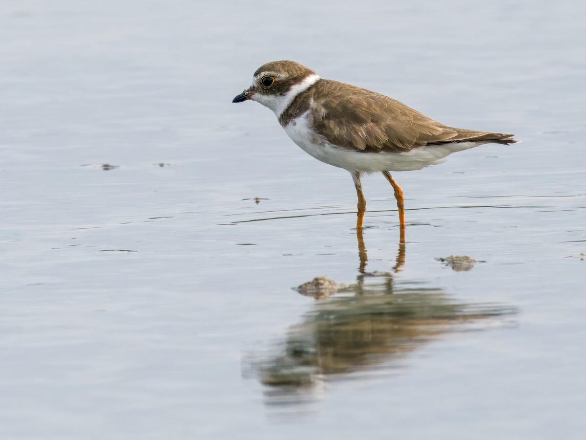 Semipalmated Plover - ML621674927