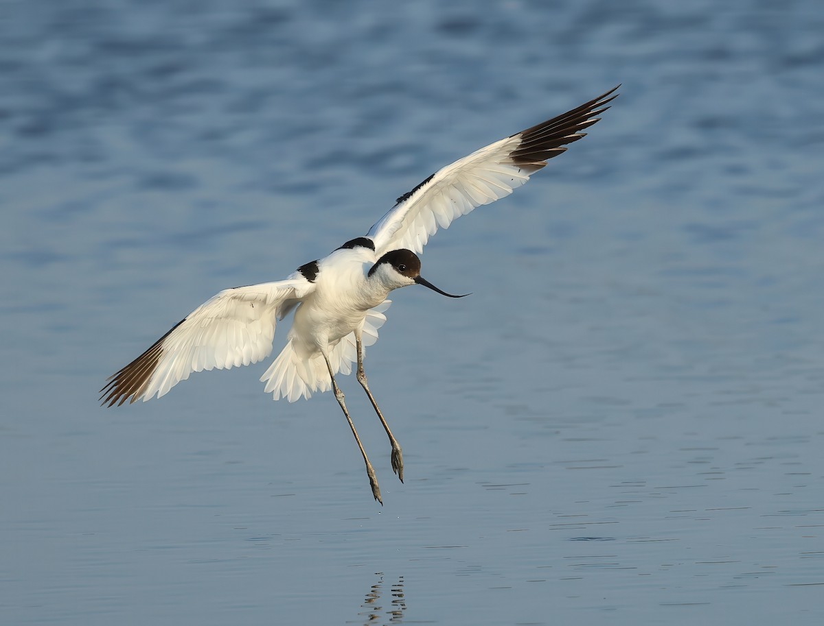 Pied Avocet - ML621674952