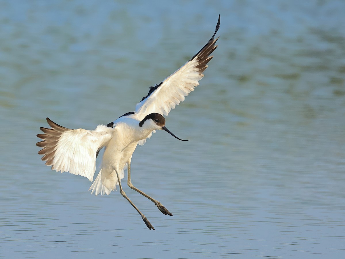 Pied Avocet - ML621674953