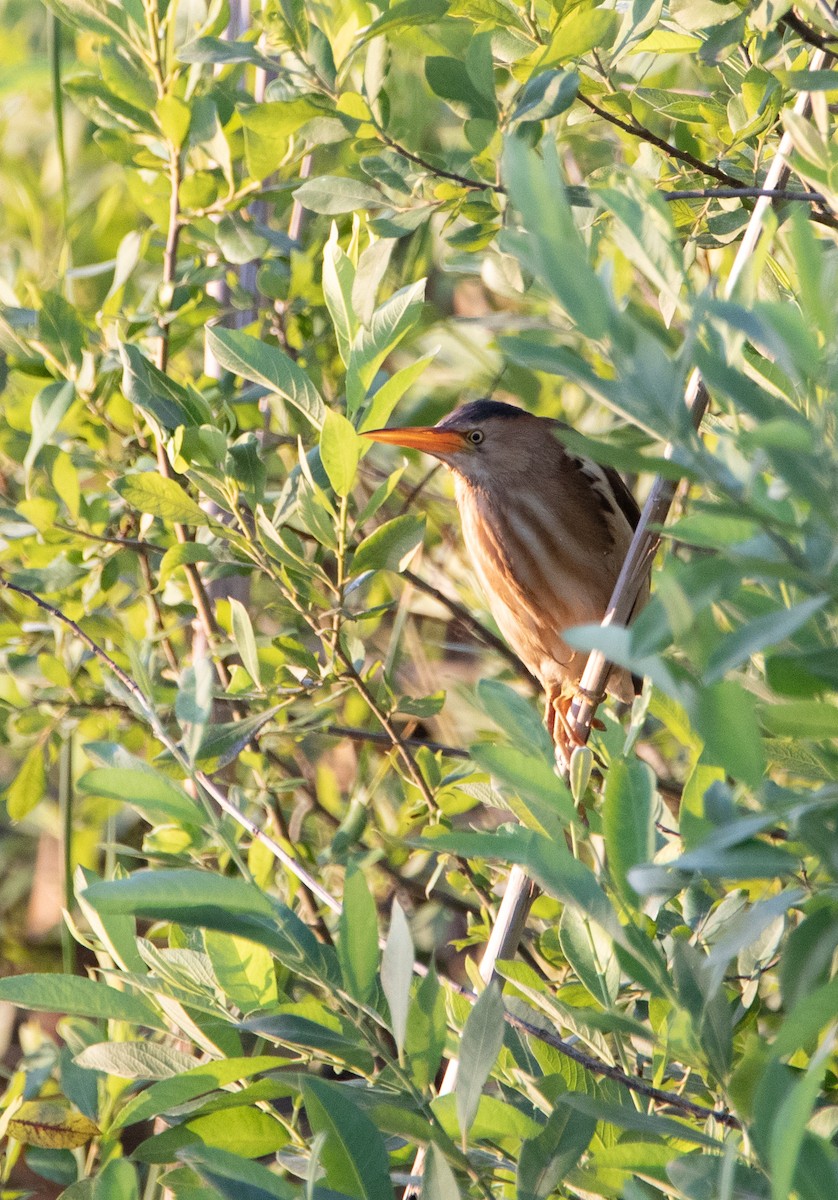 Little Bittern - ML621674957