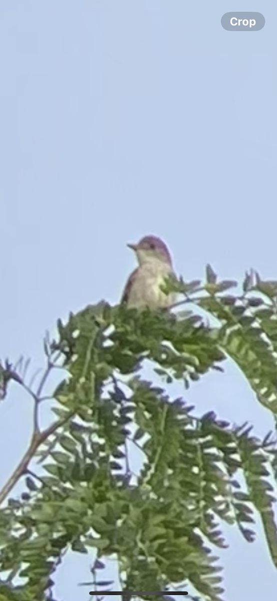 Mosquero Saucero - ML621675022